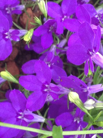 Photos von Blumenvarianten benutzt als: Topf, Beet, Terrasse, Ampel Lobelia California® Dark Blue