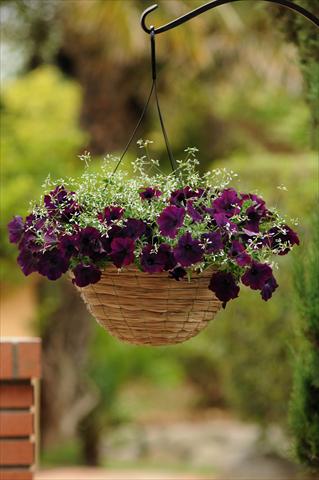 Photos von Blumenvarianten benutzt als: Topf, Beet, Terrasse 2 Combo Fuseables® Glitz Euphorbia EW Burgundy Mix