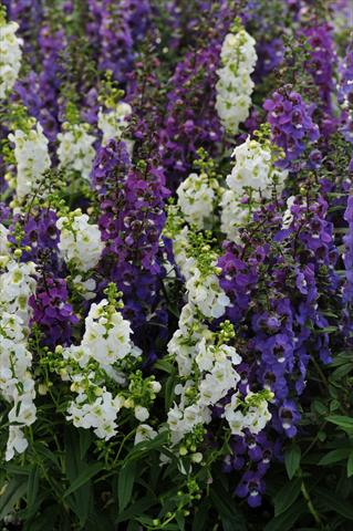 Photos von Blumenvarianten benutzt als: Topf, Beet, Terrasse, Ampel Angelonia angustifolia Serena™ Mix
