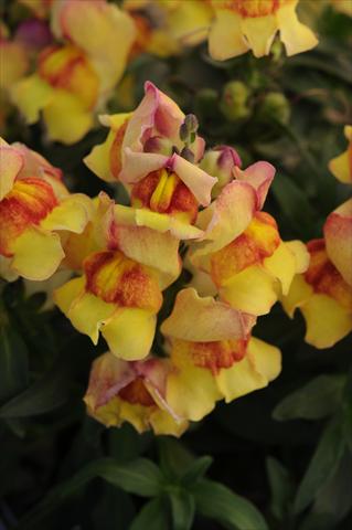 Photos von Blumenvarianten benutzt als: Topf und Beet Antirrhinum majus Snapshot Sunset