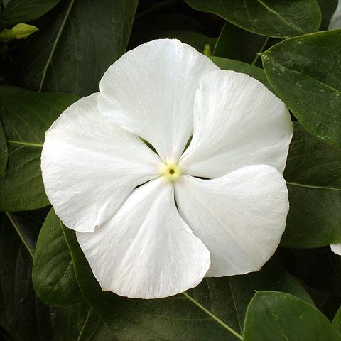 Photos von Blumenvarianten benutzt als: Beet- / Rabattenpflanze Catharanthus roseus - Vinca Vitesse White