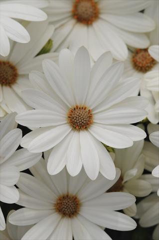 Photos von Blumenvarianten benutzt als: Topf und Beet Osteospermum ecklonis Akila Daisy White
