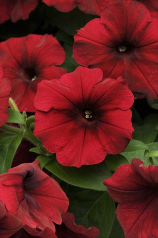 Photos von Blumenvarianten benutzt als: Topf, Beet, Terrasse, Ampel Petunia x hybrida Easy Wave Red Velour