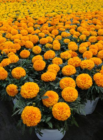 Photos von Blumenvarianten benutzt als: Beet, Topf oder Ampel Tagetes erecta Taishan