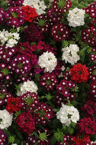 Photos von Blumenvarianten benutzt als: Topf, Terrasse, Ampel. Verbena Quartz XP Merlot Mix Imp