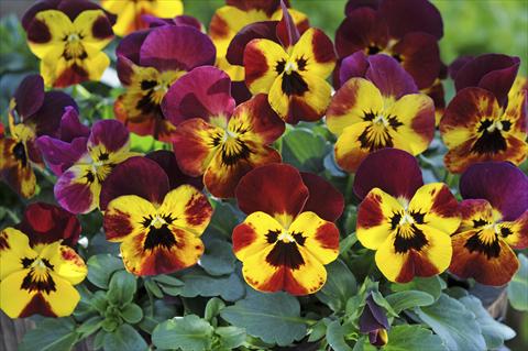 Photos von Blumenvarianten benutzt als: Topf und Beet Viola cornuta Sorbet™ Fire