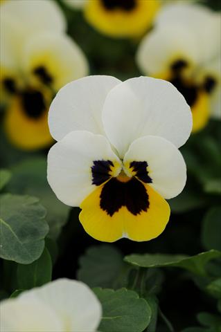 Photos von Blumenvarianten benutzt als: Topf und Beet Viola cornuta Sorbet™ XP Lemon Ice Blotch