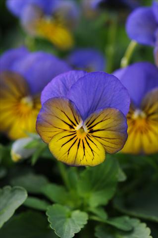 Photos von Blumenvarianten benutzt als: Topf und Beet Viola cornuta Sorbet™ XP Morpho