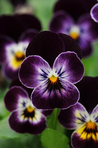 Photos von Blumenvarianten benutzt als: Topf und Beet Viola cornuta Sorbet™ Phantom