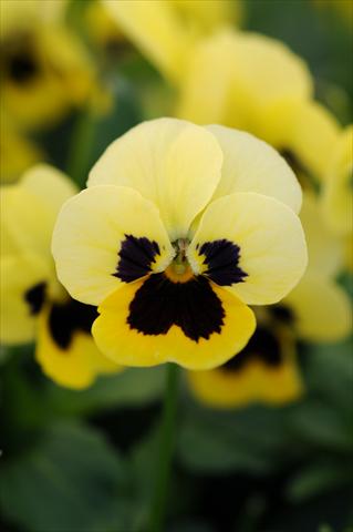 Photos von Blumenvarianten benutzt als: Topf und Beet Viola cornuta Sorbet™ XP Primrose Blotch