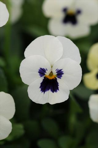 Photos von Blumenvarianten benutzt als: Topf und Beet Viola cornuta Sorbet™ XP White Blotch