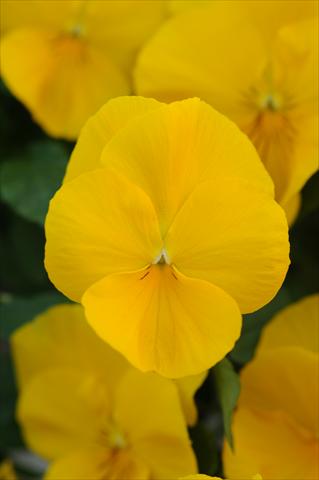 Photos von Blumenvarianten benutzt als: Topf und Beet Viola wittrockiana Cool Wave Golden Yellow