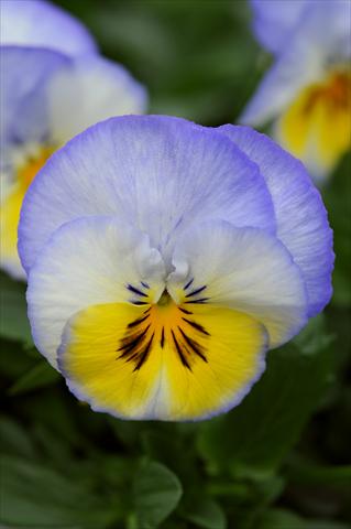 Photos von Blumenvarianten benutzt als: Topf und Beet Viola wittrockiana Cool Wave Lemon Blurberry Swirl