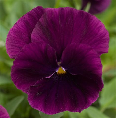Photos von Blumenvarianten benutzt als: Topf und Beet Viola wittrockiana Cool Wave Purple Bloom