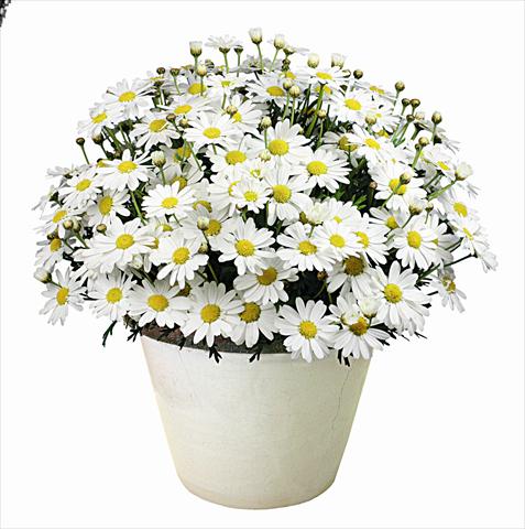 Photos von Blumenvarianten benutzt als: Beet, Topf oder Ampel Argyranthemum Argy Maxie