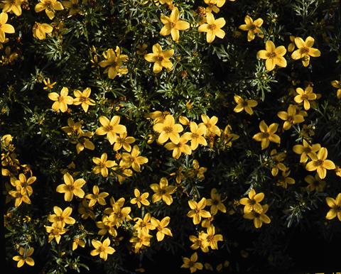 Photos von Blumenvarianten benutzt als: Beet- / Rabattenpflanze Bidens ferulifolia Goldfever