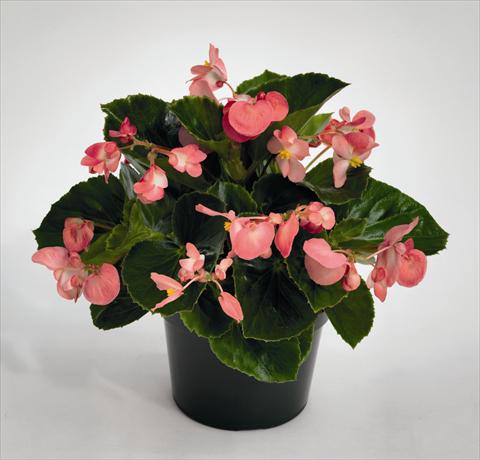 Photos von Blumenvarianten benutzt als: Beet, Topf oder Ampel Begonia Big Pink Green Leaf