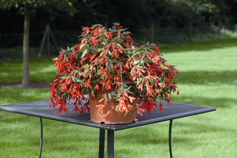 Photos von Blumenvarianten benutzt als: Beet, Topf oder Ampel Begonia boliviensis Bossa Nova Orange Shades