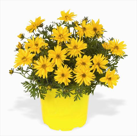 Photos von Blumenvarianten benutzt als: Beet, Topf oder Ampel Bidens ferulifolia Rapid Double Yellow