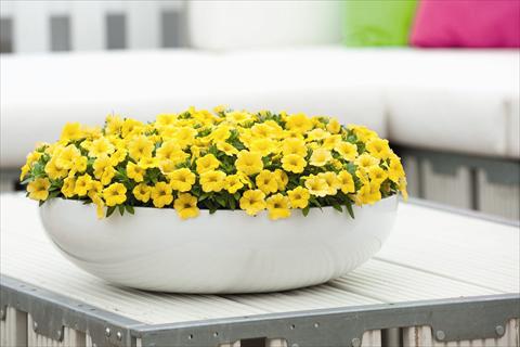 Photos von Blumenvarianten benutzt als: Beet, Topf oder Ampel Calibrachoa Calipetite Yellow Imp