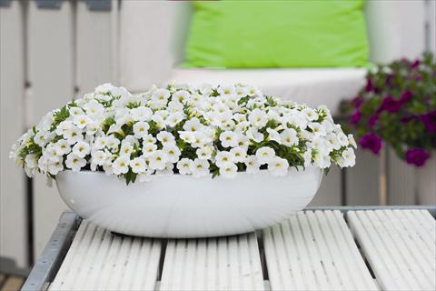 Photos von Blumenvarianten benutzt als: Beet, Topf oder Ampel Calibrachoa Calipette White Imp