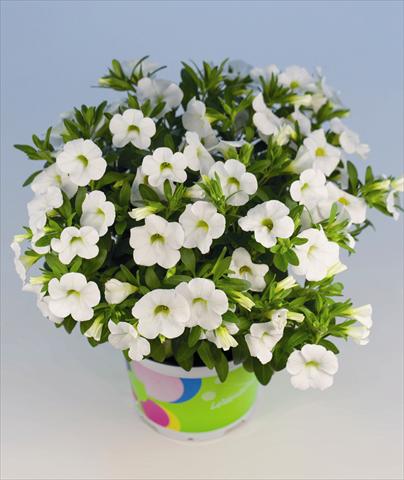 Photos von Blumenvarianten benutzt als: Beet, Topf oder Ampel Calibrachoa Celebration White Pot