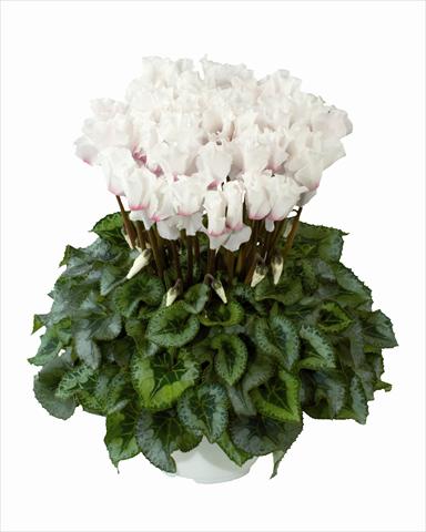 Photos von Blumenvarianten benutzt als: Ampel/Topf Cyclamen persicum Cana White Frangee Oeil Clair n56