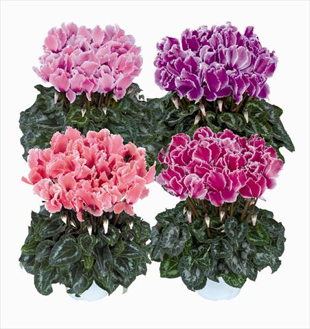 Photos von Blumenvarianten benutzt als: Ampel/Topf Cyclamen persicum Halios Curly Melange Flamme 2560