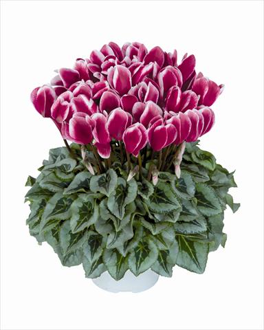 Photos von Blumenvarianten benutzt als: Ampel/Topf Cyclamen persicum Halios Fantasia Magenta Decora 2381