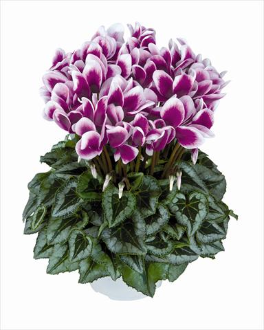 Photos von Blumenvarianten benutzt als: Ampel/Topf Cyclamen persicum Halios Violet Foncé Decora