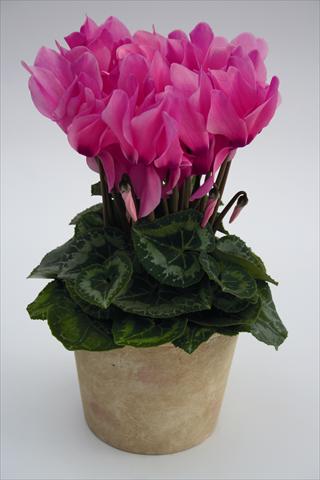 Photos von Blumenvarianten benutzt als: Ampel/Topf Cyclamen persicum Maxora 7047 Neon Pink