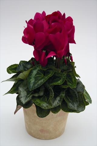 Photos von Blumenvarianten benutzt als: Ampel/Topf Cyclamen persicum Maxora 7050 Wine Red