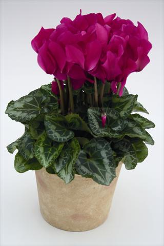 Photos von Blumenvarianten benutzt als: Ampel/Topf Cyclamen persicum Maxora 7077 Light Purple