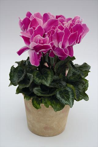 Photos von Blumenvarianten benutzt als: Ampel/Topf Cyclamen persicum Maxora 7078 Purple Flame
