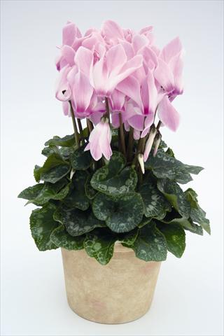 Photos von Blumenvarianten benutzt als: Ampel/Topf Cyclamen persicum Maxora 7099 Lilac Flame