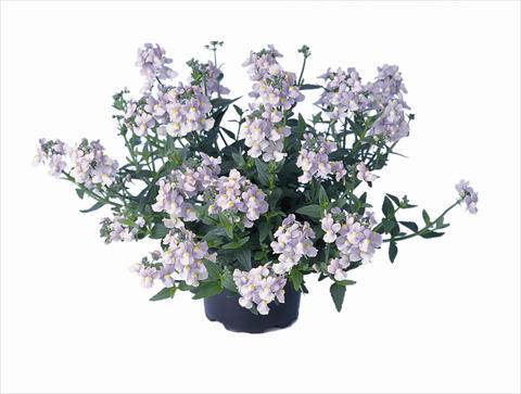 Photos von Blumenvarianten benutzt als: Beet- / Rabattenpflanze Nemesia Nemo Lavender