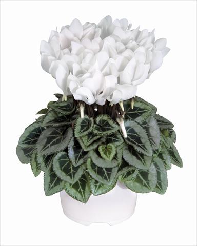 Photos von Blumenvarianten benutzt als: Ampel/Topf Cyclamen persicum Metis Blanc Pur Decora