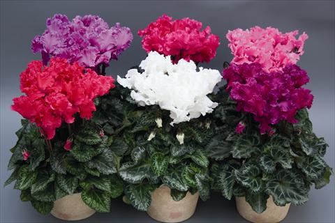 Photos von Blumenvarianten benutzt als: Ampel/Topf Cyclamen persicum Rokolina
