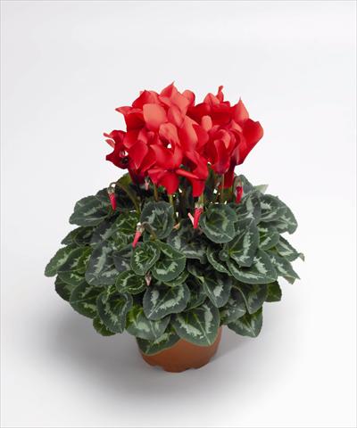 Photos von Blumenvarianten benutzt als: Ampel/Topf Cyclamen persicum Sierra Synchro Scarlet South