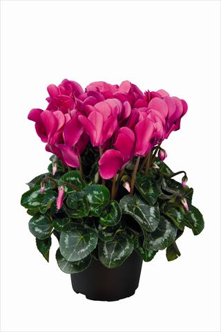 Photos von Blumenvarianten benutzt als: Ampel/Topf Cyclamen persicum Super Serie Allure F1 Dark Violet HR