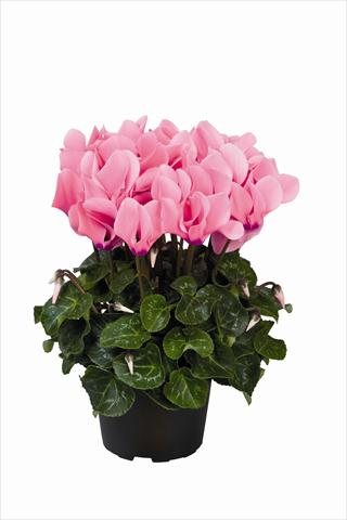 Photos von Blumenvarianten benutzt als: Ampel/Topf Cyclamen persicum Super Serie Allure F1 Light Neon Pink