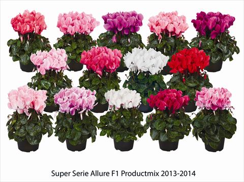 Photos von Blumenvarianten benutzt als: Ampel/Topf Cyclamen persicum Super Serie Allure F1 Productmix
