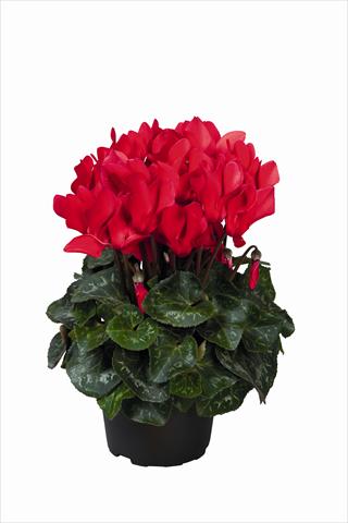 Photos von Blumenvarianten benutzt als: Ampel/Topf Cyclamen persicum Super Serie Allure F1 Red HR