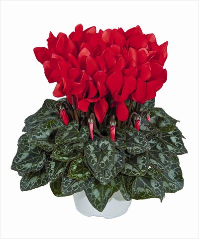 Photos von Blumenvarianten benutzt als: Ampel/Topf Cyclamen persicum Tianis Rouge Ecarlate 3012