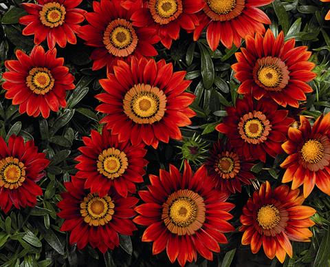 Photos von Blumenvarianten benutzt als: Beet, Topf oder Ampel Gazania Big Maggy Red