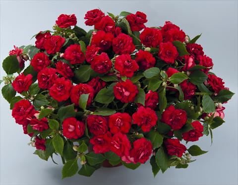 Photos von Blumenvarianten benutzt als: Beet, Topf oder Ampel Impatiens walleriana Musica Elegant Red ID 9-6131(2010)