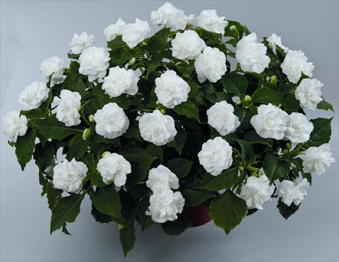 Photos von Blumenvarianten benutzt als: Beet, Topf oder Ampel Impatiens walleriana Musica Pure White ID 9-2528(2010)