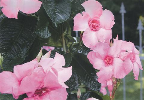 Photos von Blumenvarianten benutzt als: Topf und Beet Mandevilla Super Trouper Double Pink