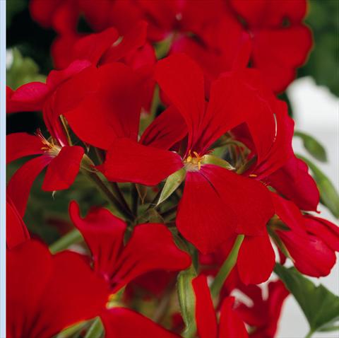Photos von Blumenvarianten benutzt als: Topf und Beet Pelargonium peltatum RB Red