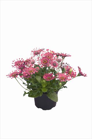 Photos von Blumenvarianten benutzt als: Beet- / Rabattenpflanze Osteospermum Astra Purple Spoon
